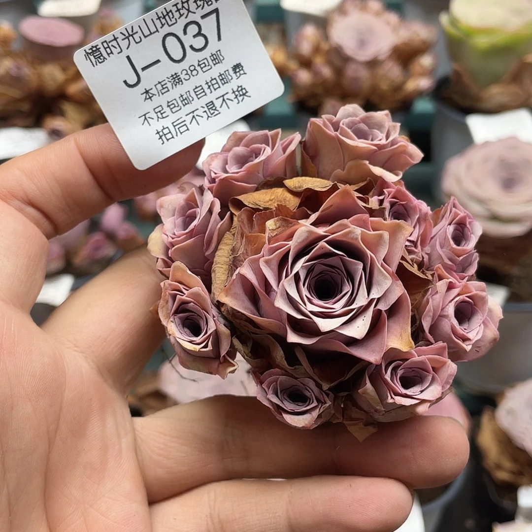 不知名福利037一物一拍