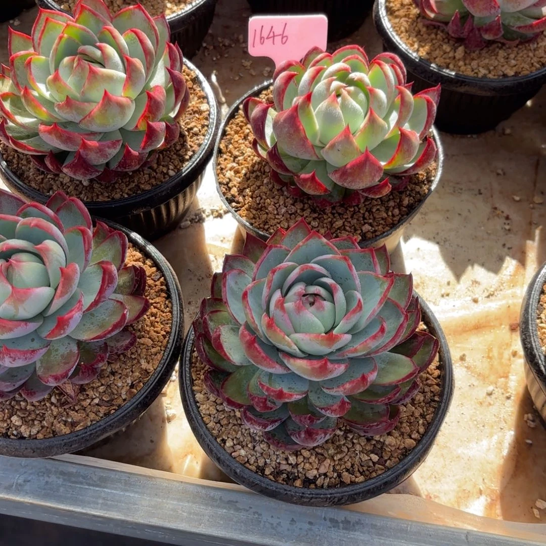 惊鸿仙子好看1646号