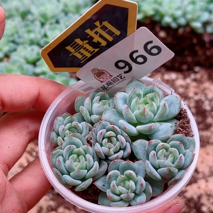 多肉植物多肉植物