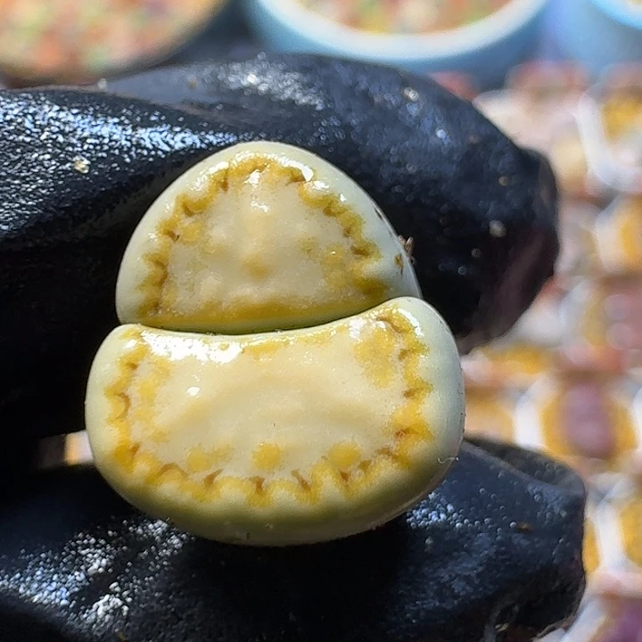 生石花33:：。在。 15号