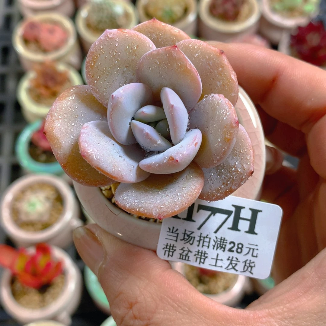 5厘米盆精控多肉1177