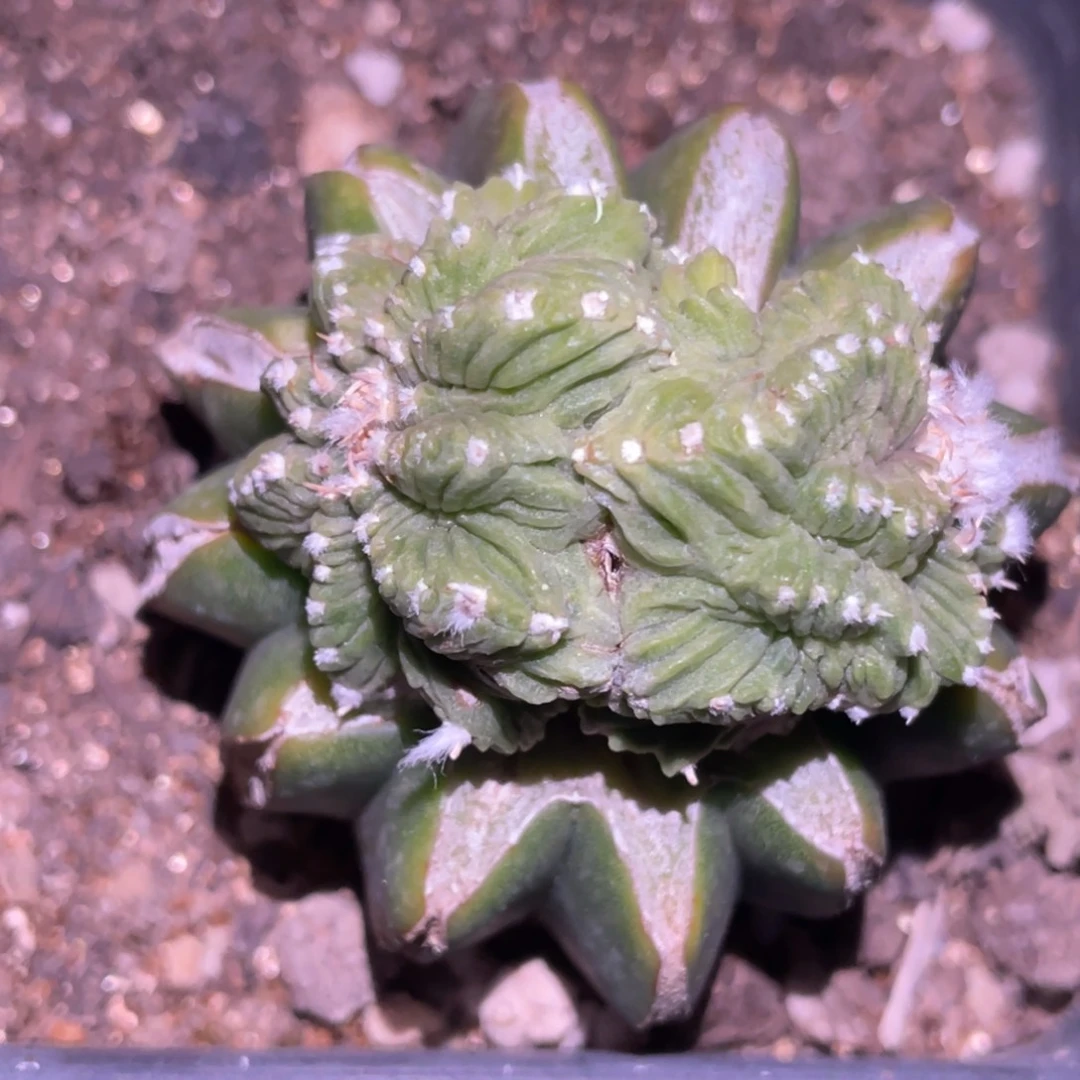 无花朵双头连体老花笼016