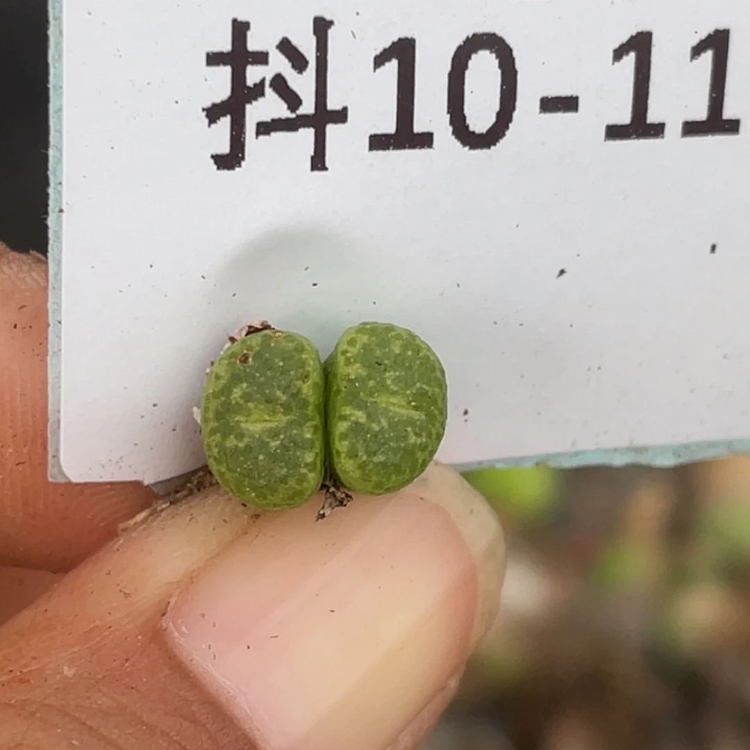 10-112勋章多肉植物