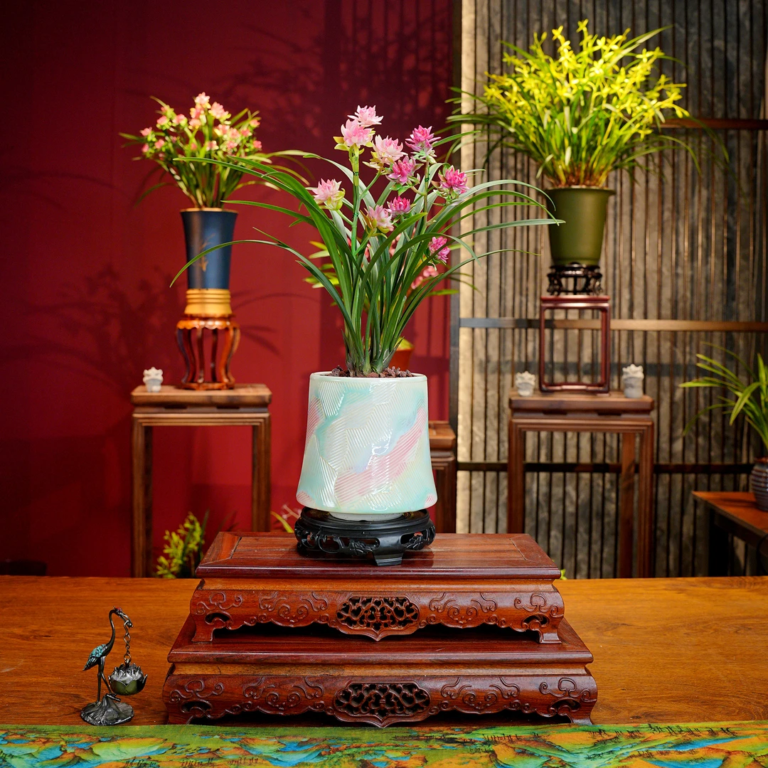 建兰八大奇花【红婵牡丹】浓香型兰花 景德镇彩虹罐