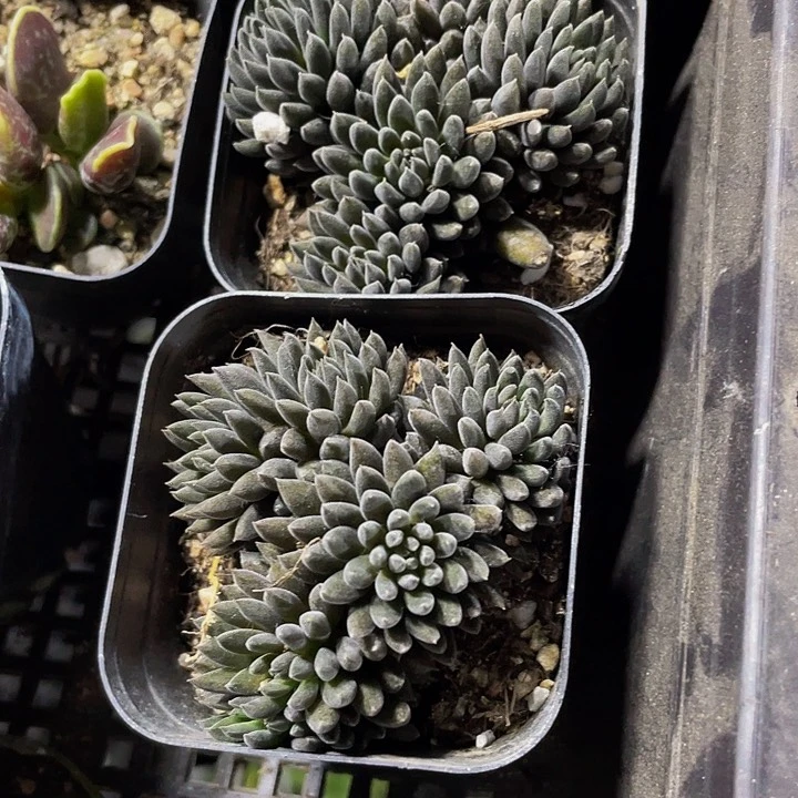 点石莲3.8带盆土发