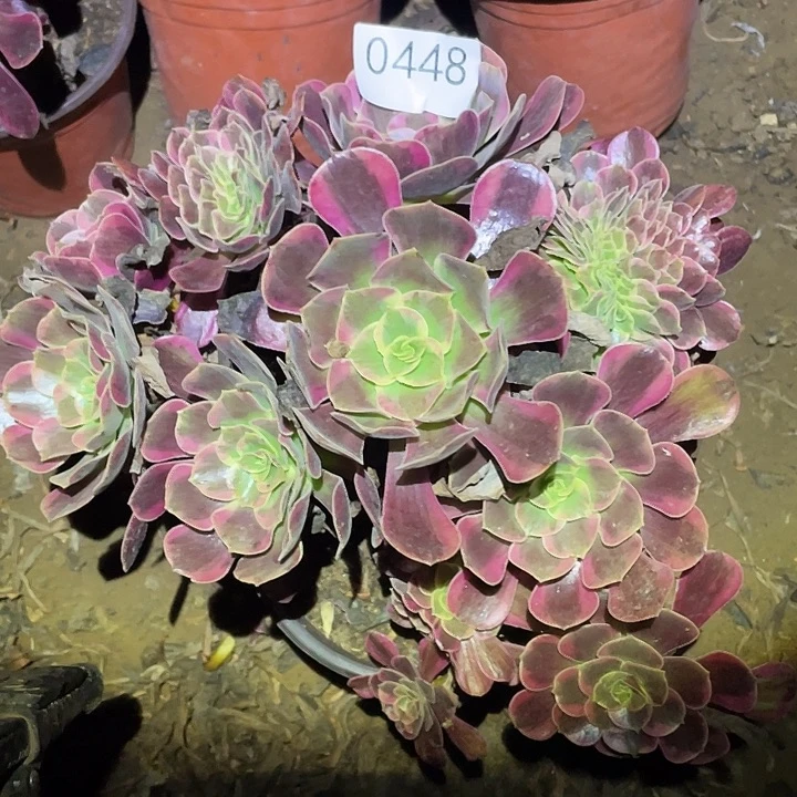 多肉植物法师448凤冠缀