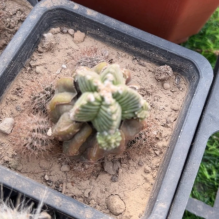 嫁接老花龙zzzzzz