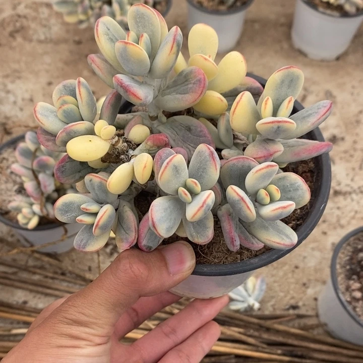 福娘锦多肉植物A1065