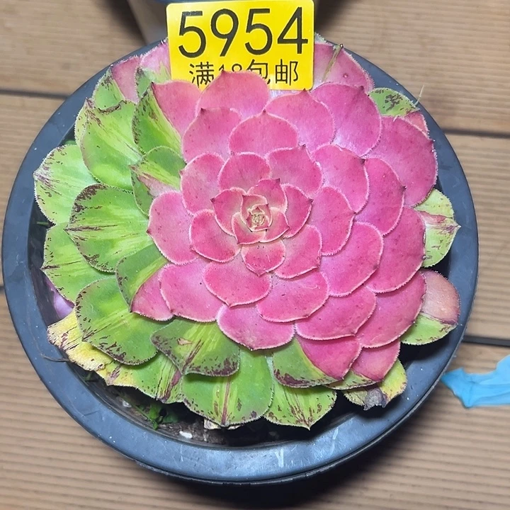 954 知否多肉法师锦