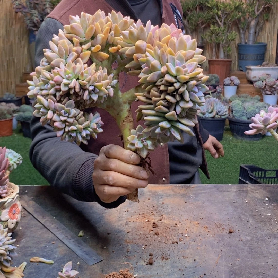 像****子102号淡雪缀多肉