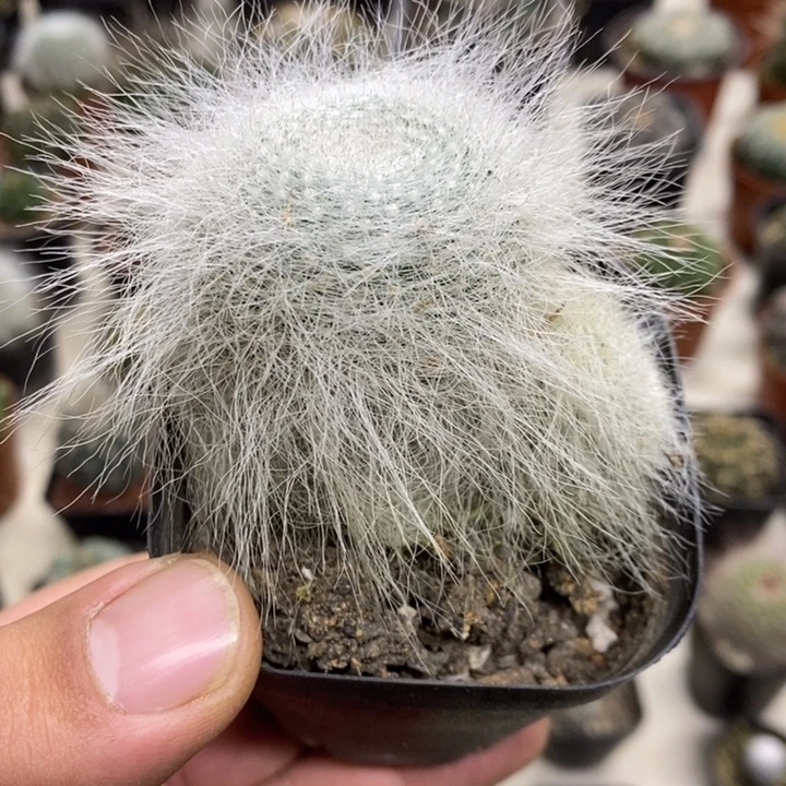 雪原玉翁特价福利