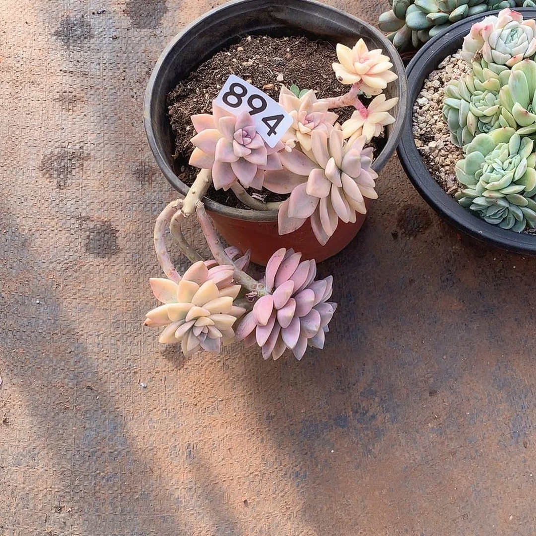 894淡雪锦 一物一拍多肉