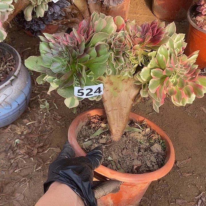 524粉女妖缀化老板子阴阳头