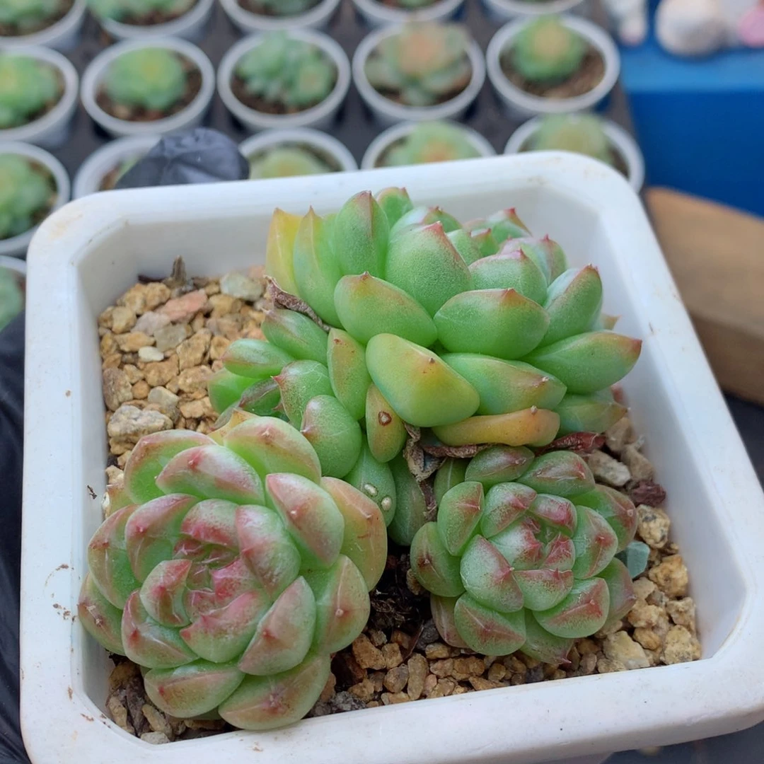58包邮  群生不包整148