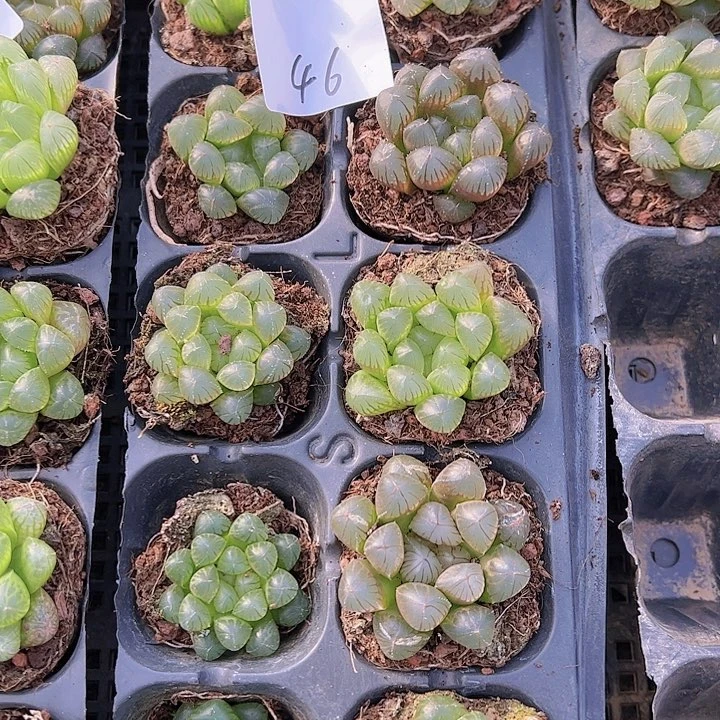 直播福利一物一拍46