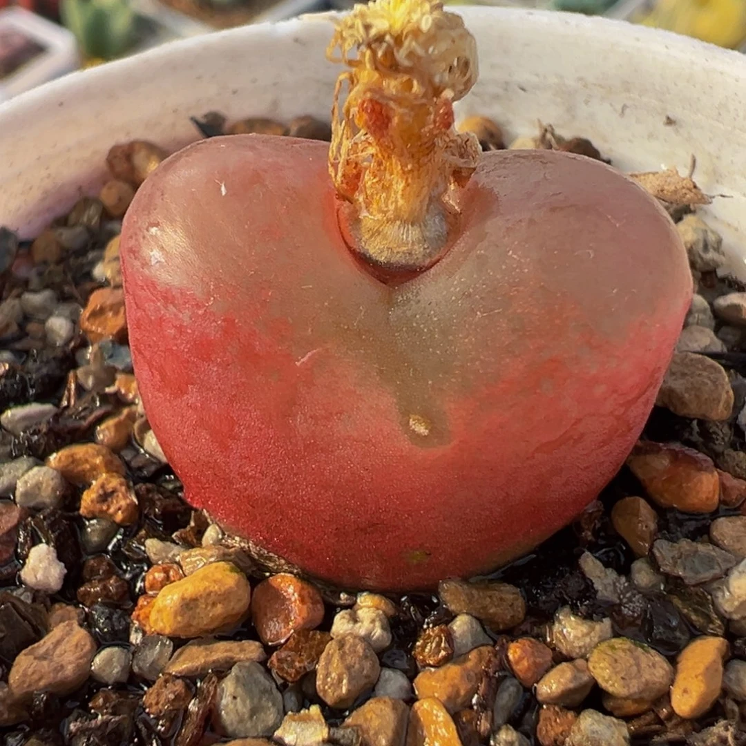 168多肉植物种类多样