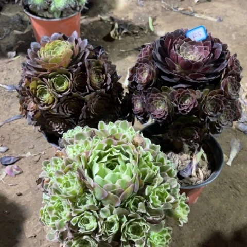 125多肉植物组合