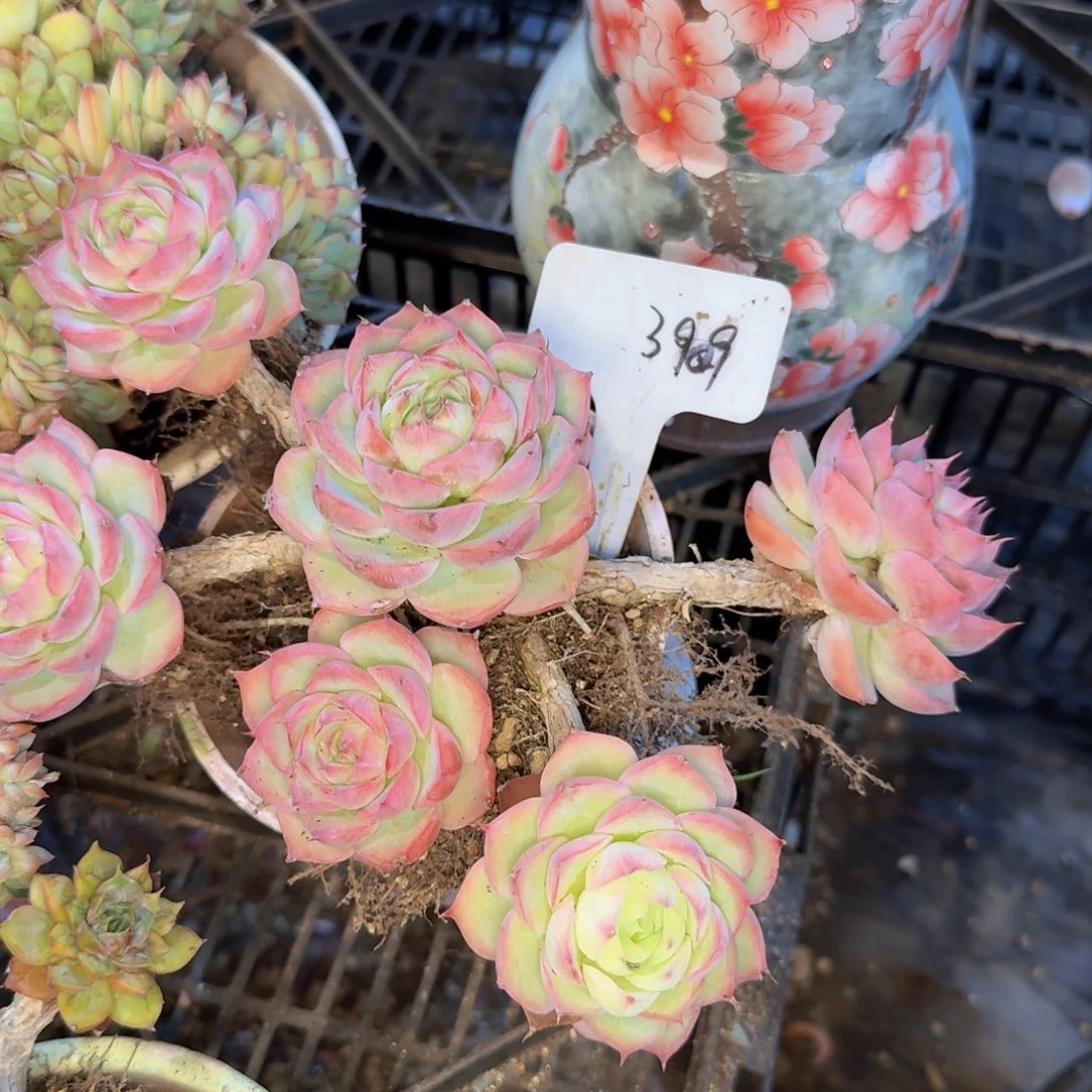 多肉植物的生长发育和