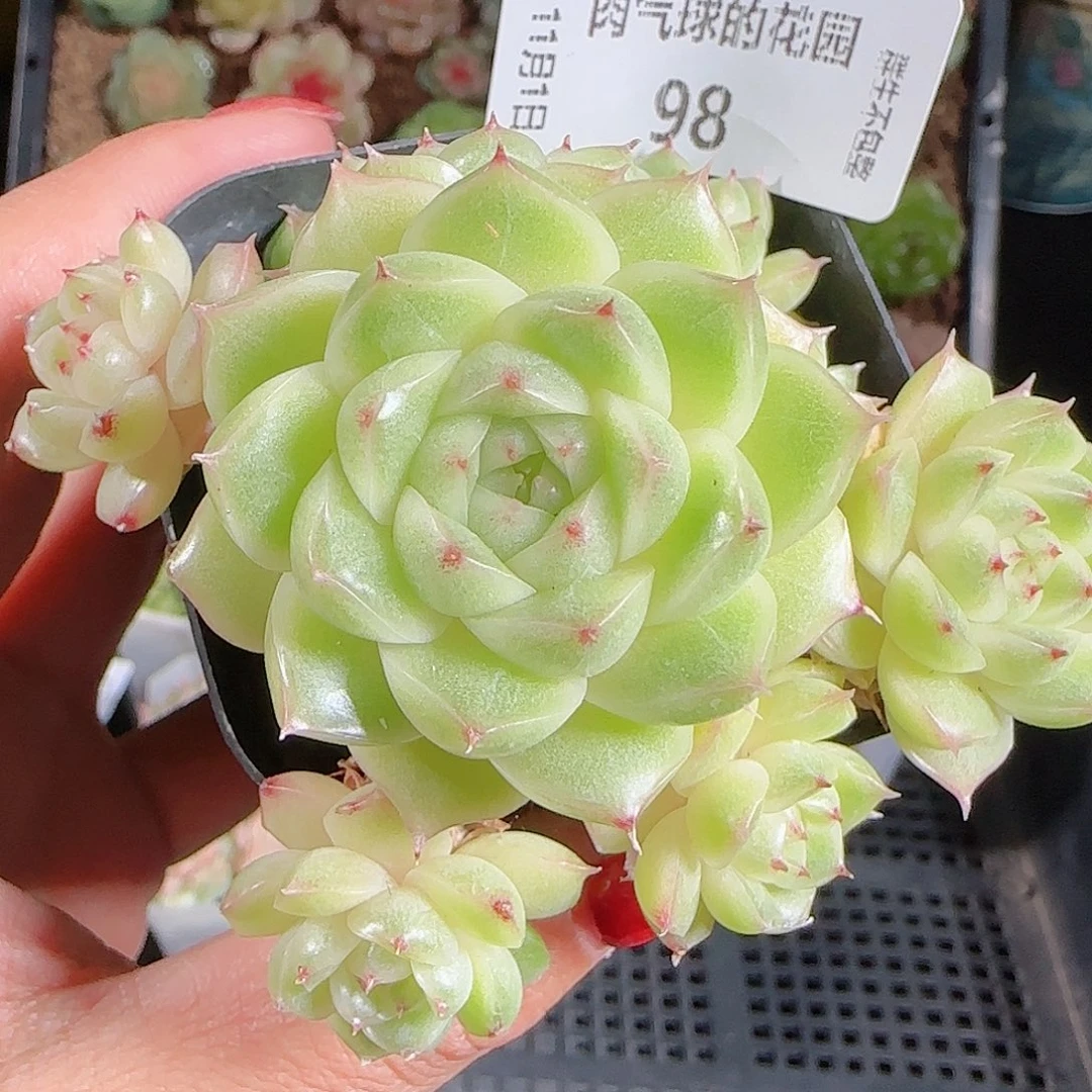 1101-98麦秆优选不包整