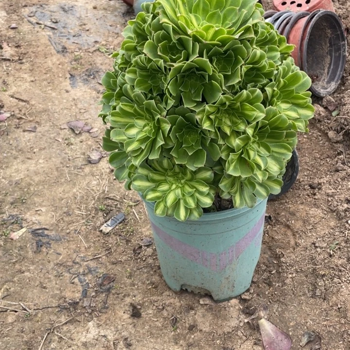 102翡翠琉璃多肉多肉植物