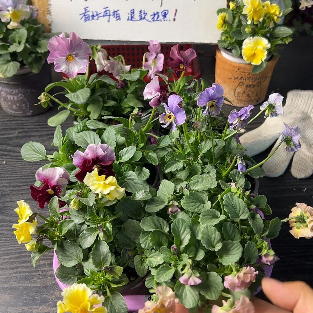 大部分花苞少量开放040号