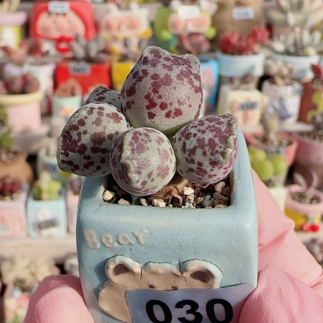 站立猫耳 盆口2.5cm