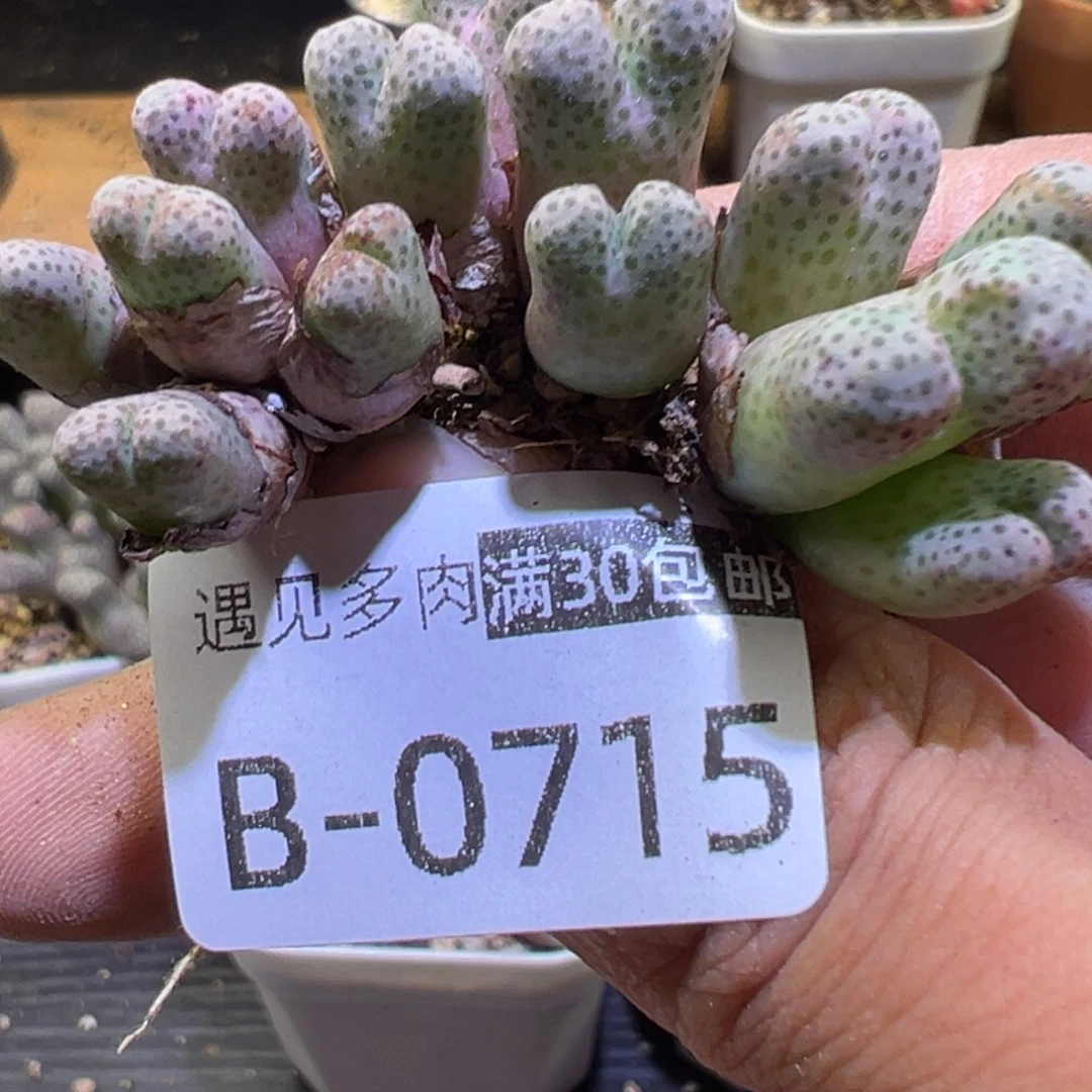 伏***。多肉植物111111111111