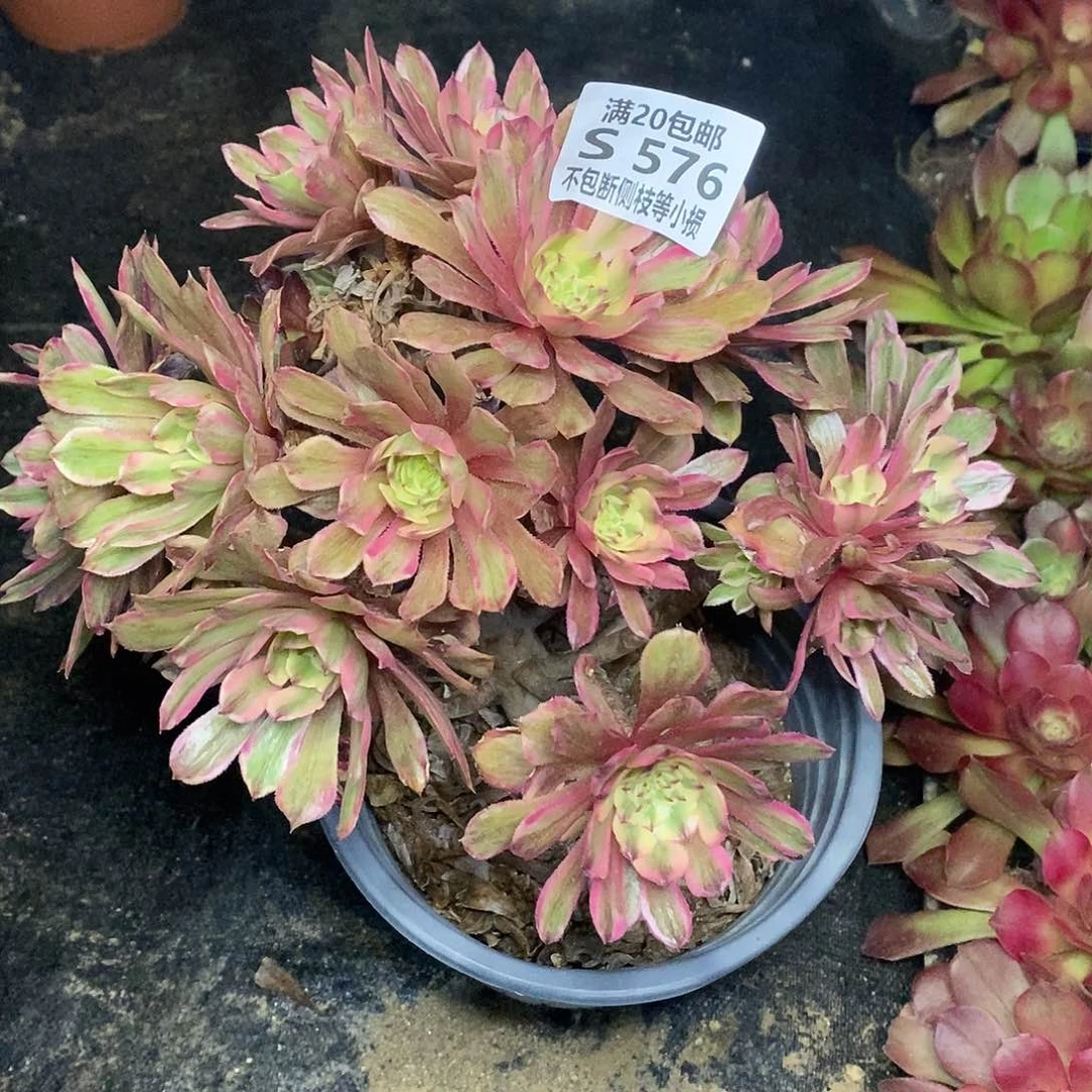 576粉黛老桩多肉有砍