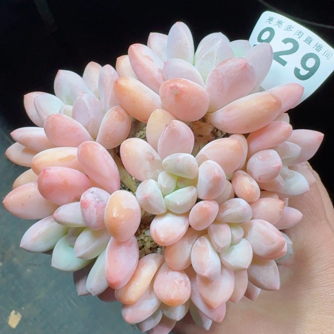 韩版香水群生整装无砍