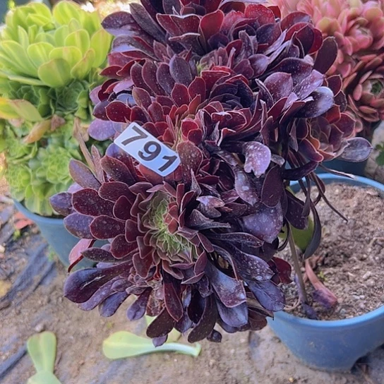 心***善多肉植物一个法师