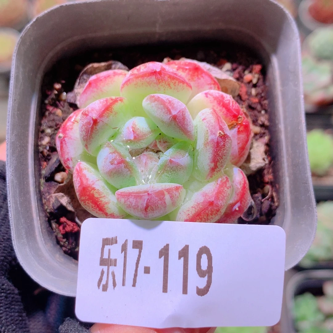 乐然17-119 白桃汽水