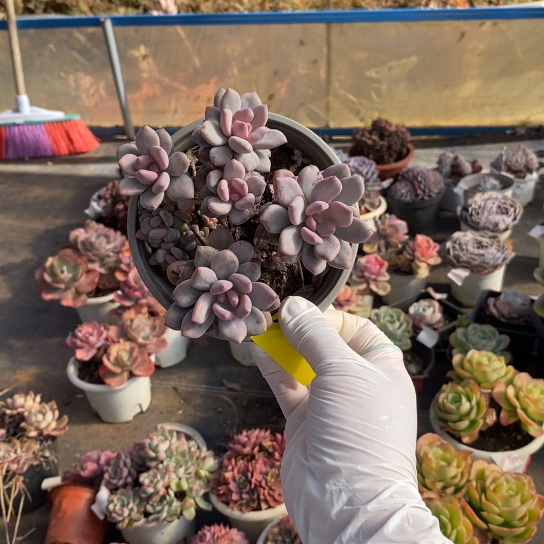 255香香雪一物一拍