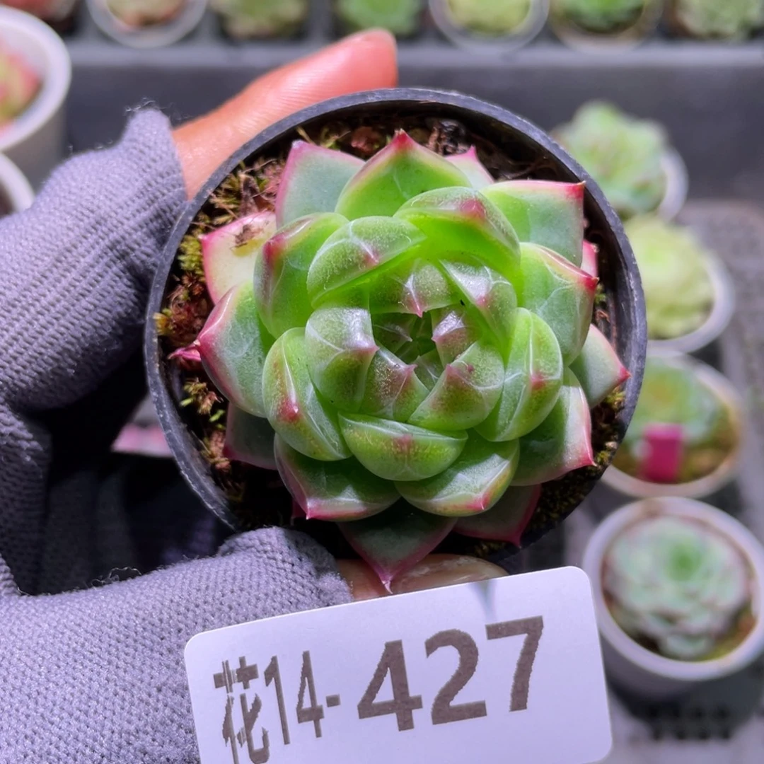 花利美14-427珍妮