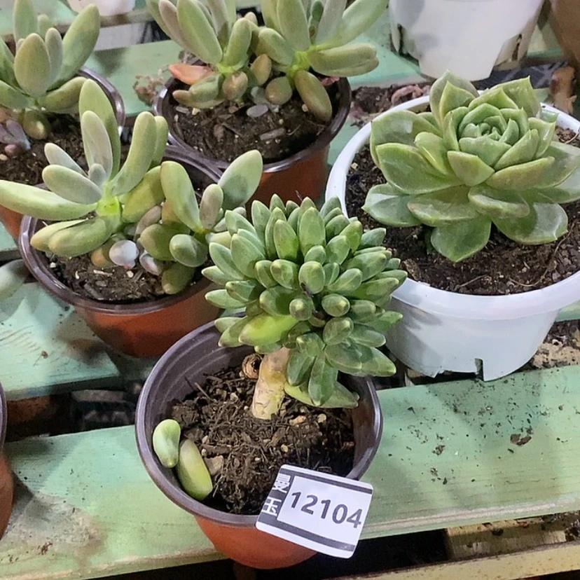 【闪购商品】千代田12104