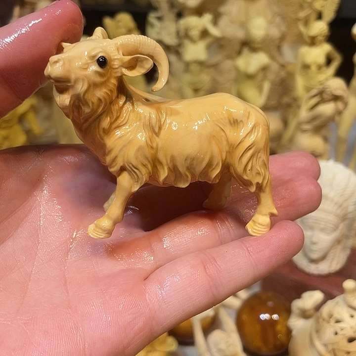 黄杨木黄杨木领头羊