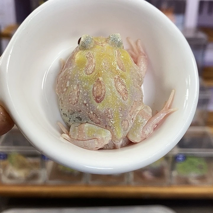 角蛙390号微瑕疵白变角蛙
