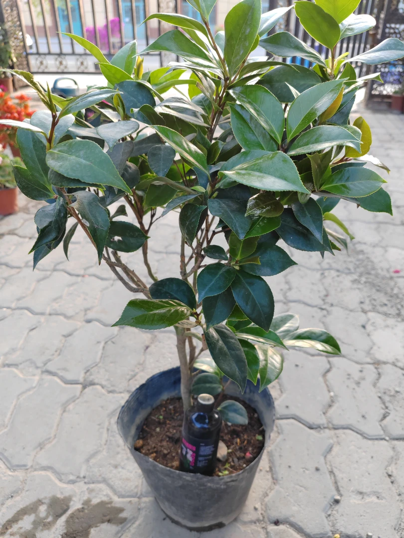 茶花大盆一盆包邮到家