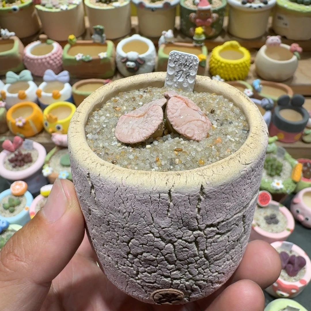 蘑菇c244曲玉多肉植物