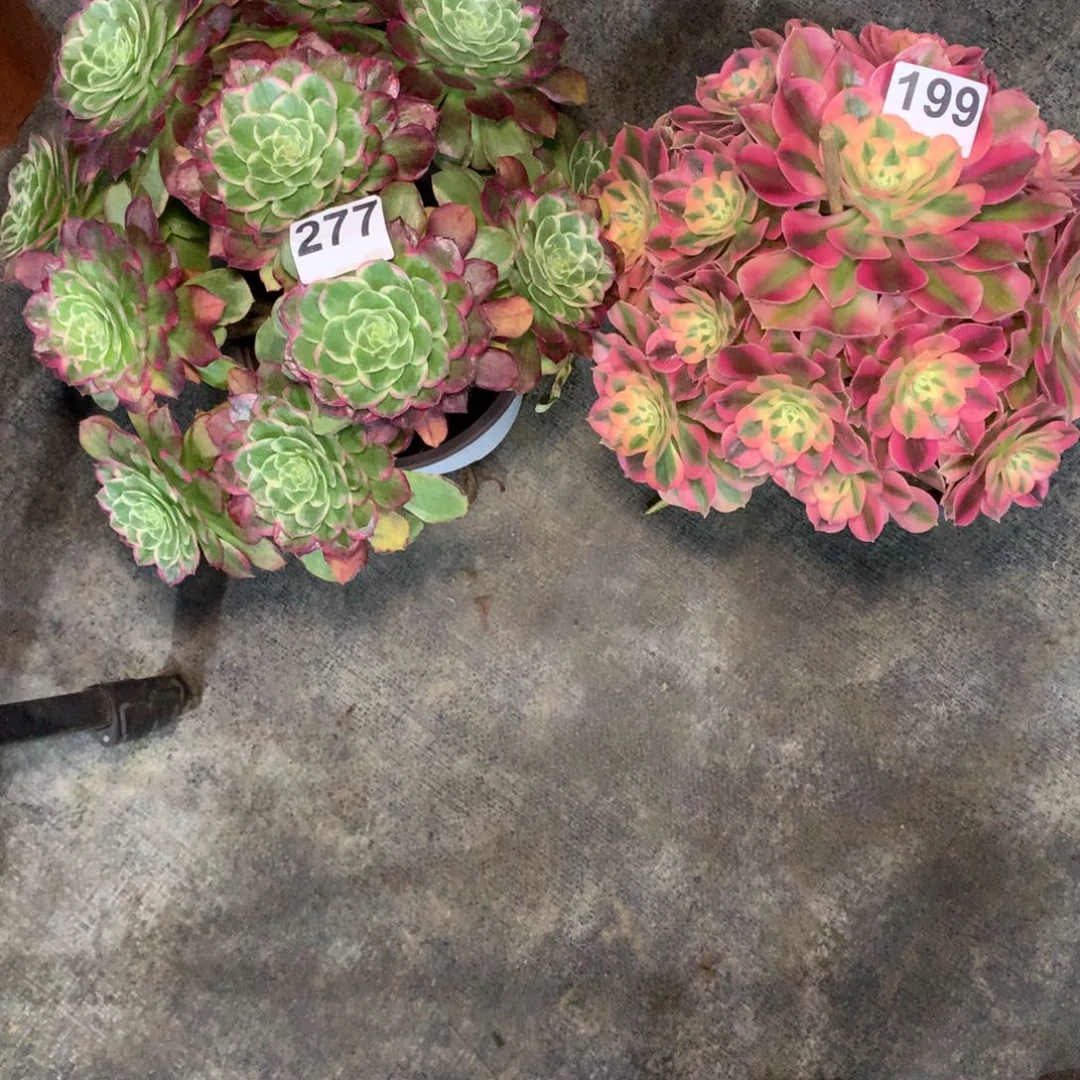 零***度紫水晶277女巫199法师多肉植物680000