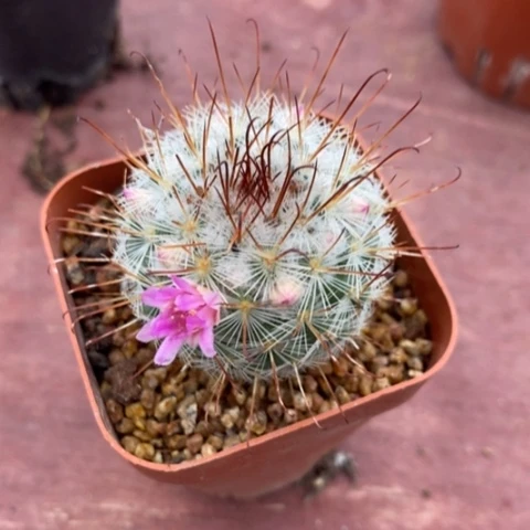 倩*曲刺白球3仙人球