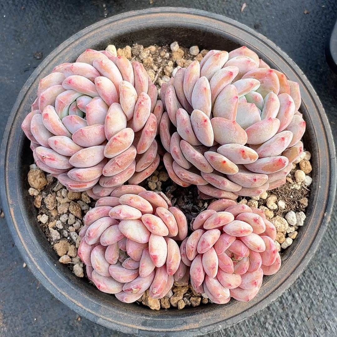 精品橙多肉植物多肉植物