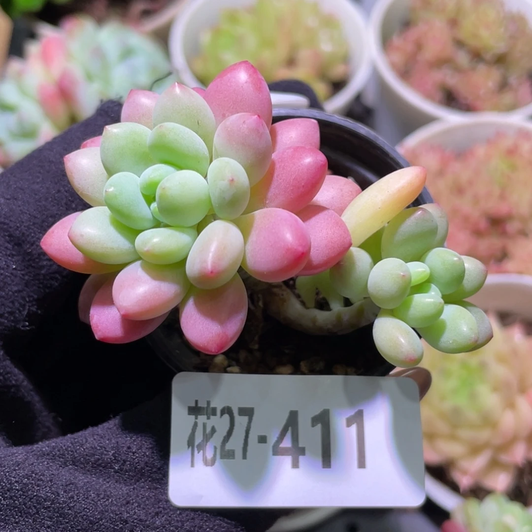 花利美27-411洛可可