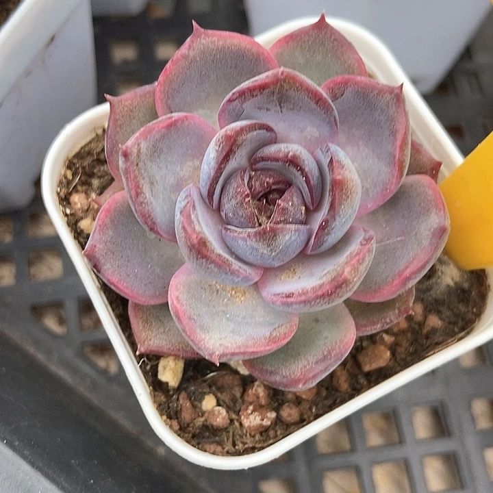 多肉植物蓝莓825