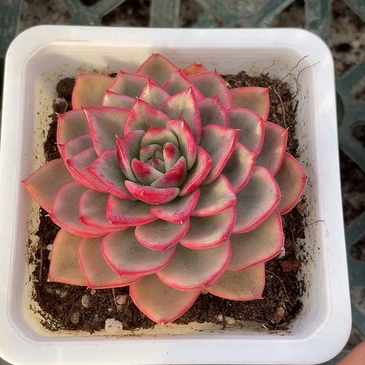 蔚蓝乌木锦一物一拍