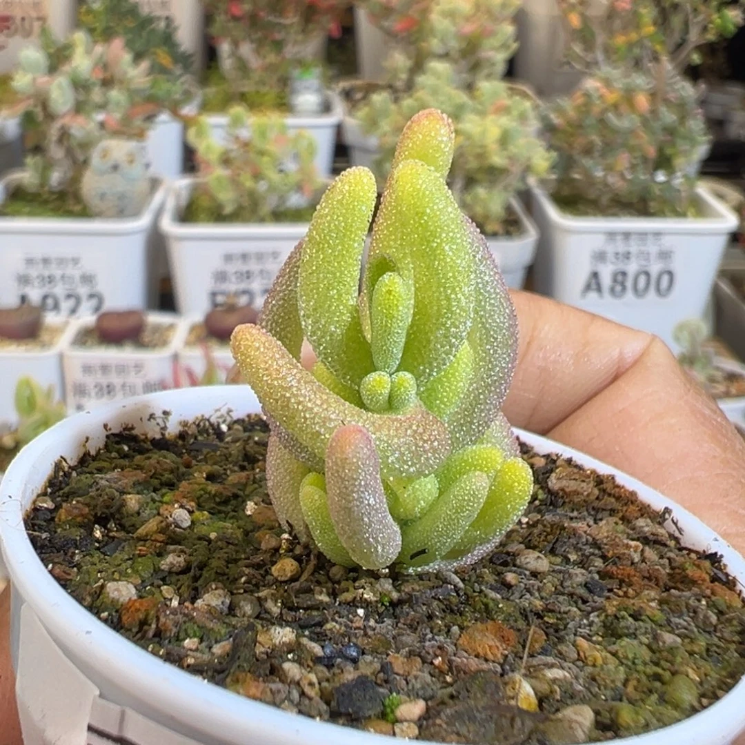 4-155枝干番杏多肉钻石黄锦五圆盆