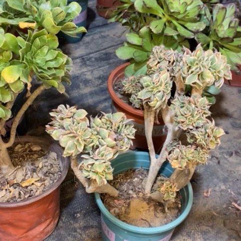 灿烂缀多肉植物048