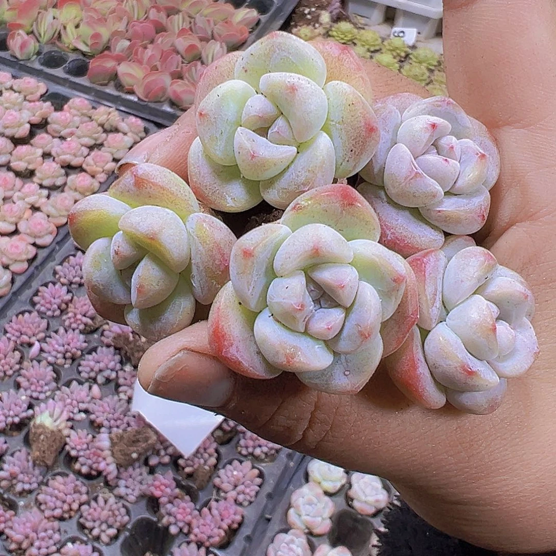 单头丸子冰玉15个19包邮