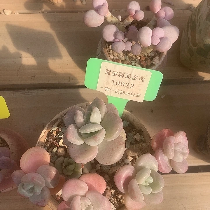 10022阿舅哦咯嘛墨迹LJL