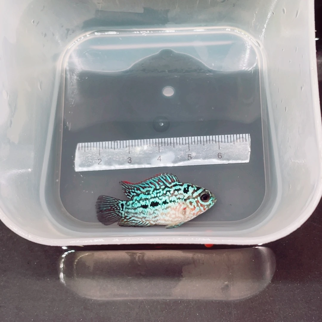 R***-罗汉鱼f2泰金罗汉鱼苗一条