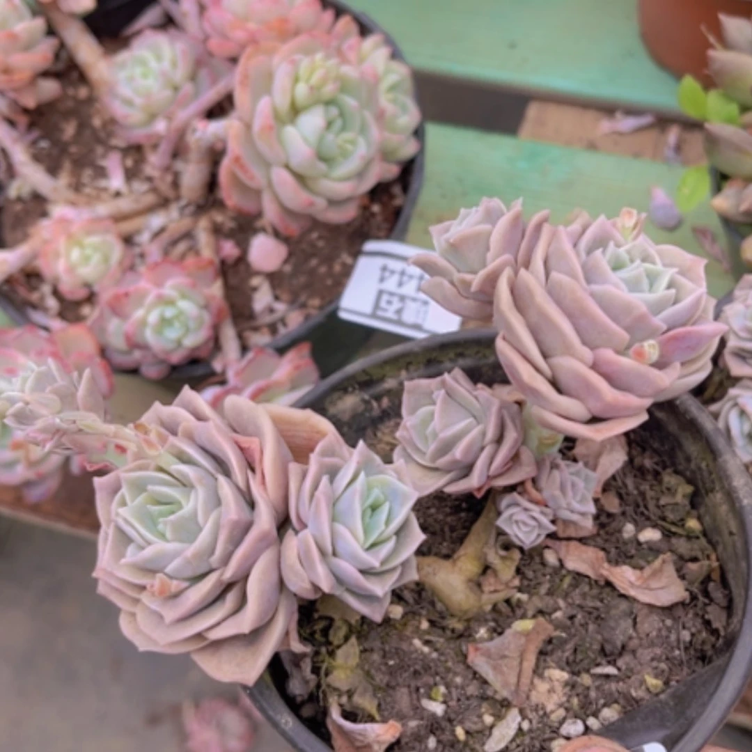 【闪购商品】可爱玫瑰2445